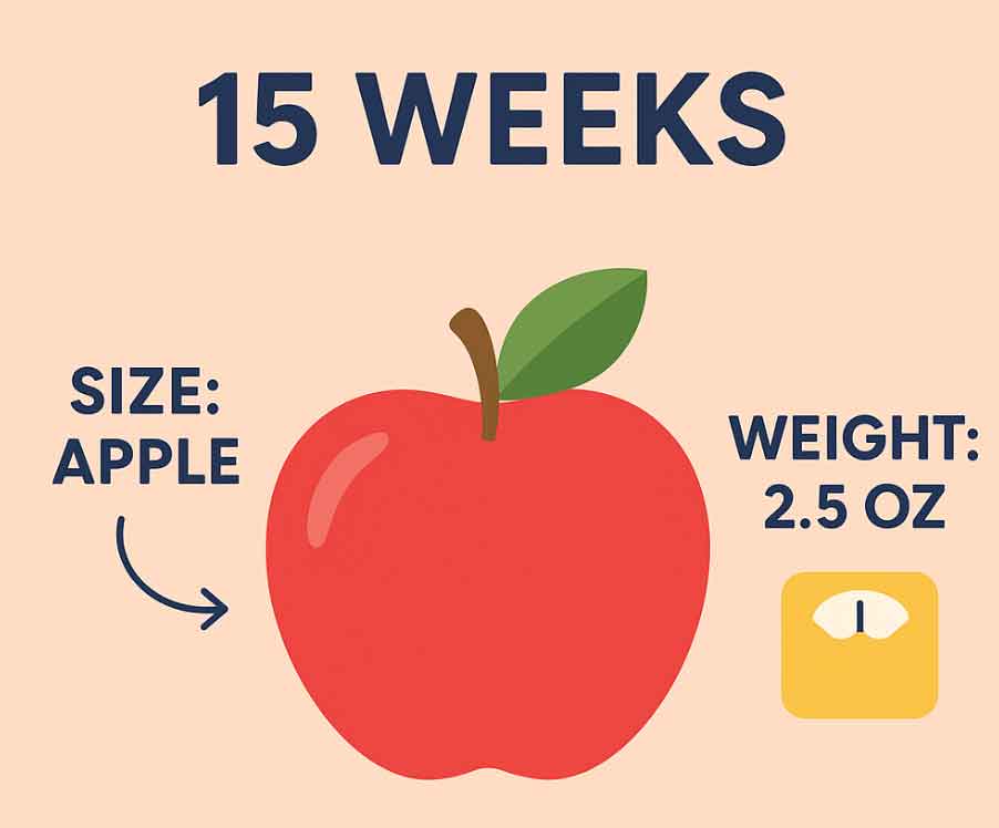 Graphical infographic showing a red apple representing 15 weeks 